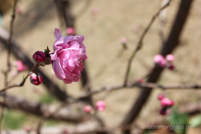 UG Spring Peach Blossom