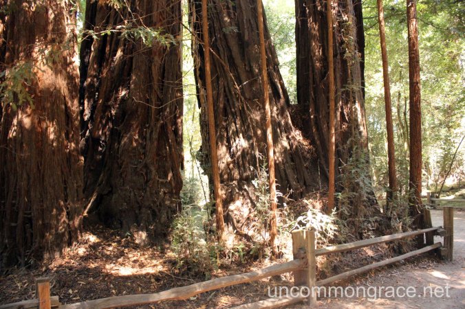 UG Redwoods